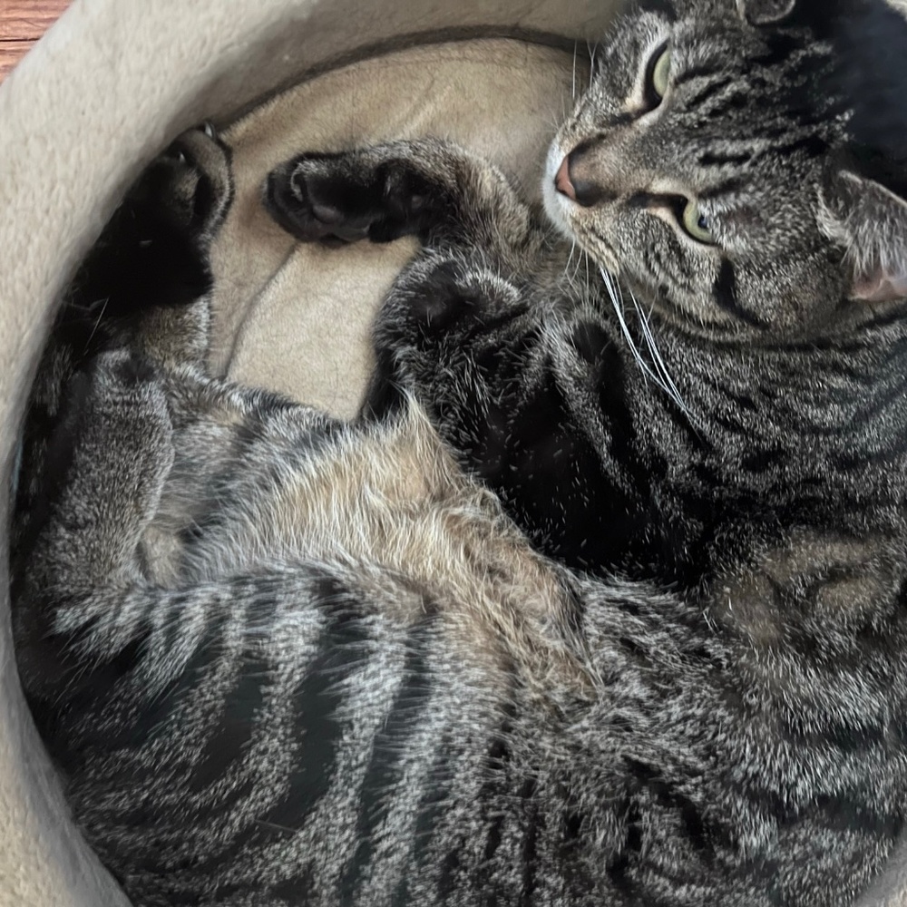 Meet your Posher, Bailey